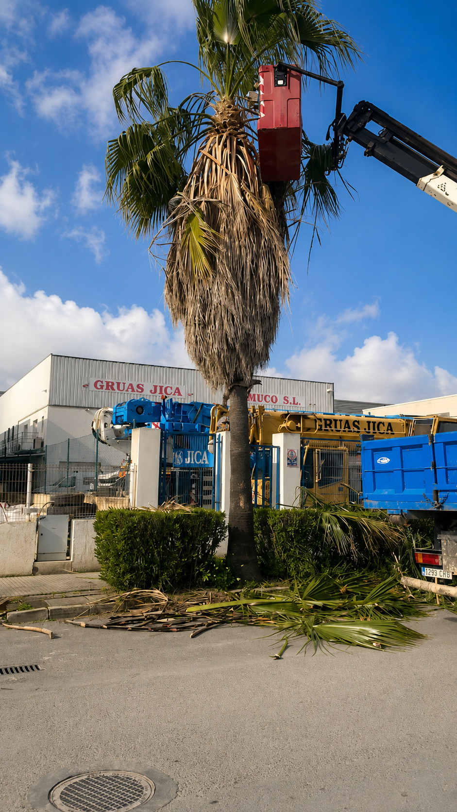 Poda profesional de palmera Washingtonia en Ibiza