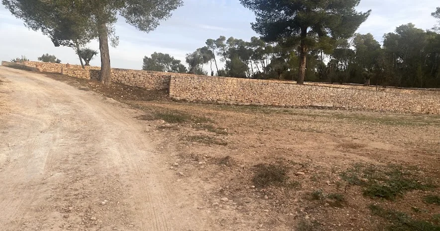 Stone boundary wall among the pine trees of a country property
