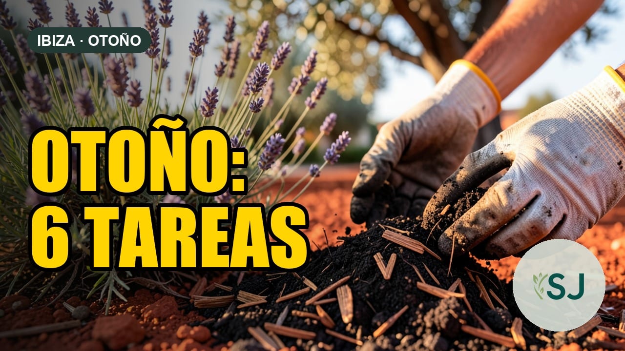 6 Tareas de Otoño para tu Jardín en Ibiza (Antes de que Llegue el Frío)
